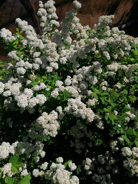 Spiraea betulifolia, 15-30 cm (Barrot) – bild 2