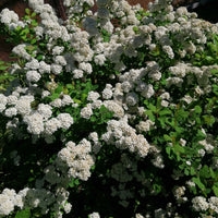 Spiraea betulifolia, 15-30 cm (Barrot) – bild 2