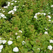 Spiraea betulifolia, 15-30 cm (Barrot) – bild 3
