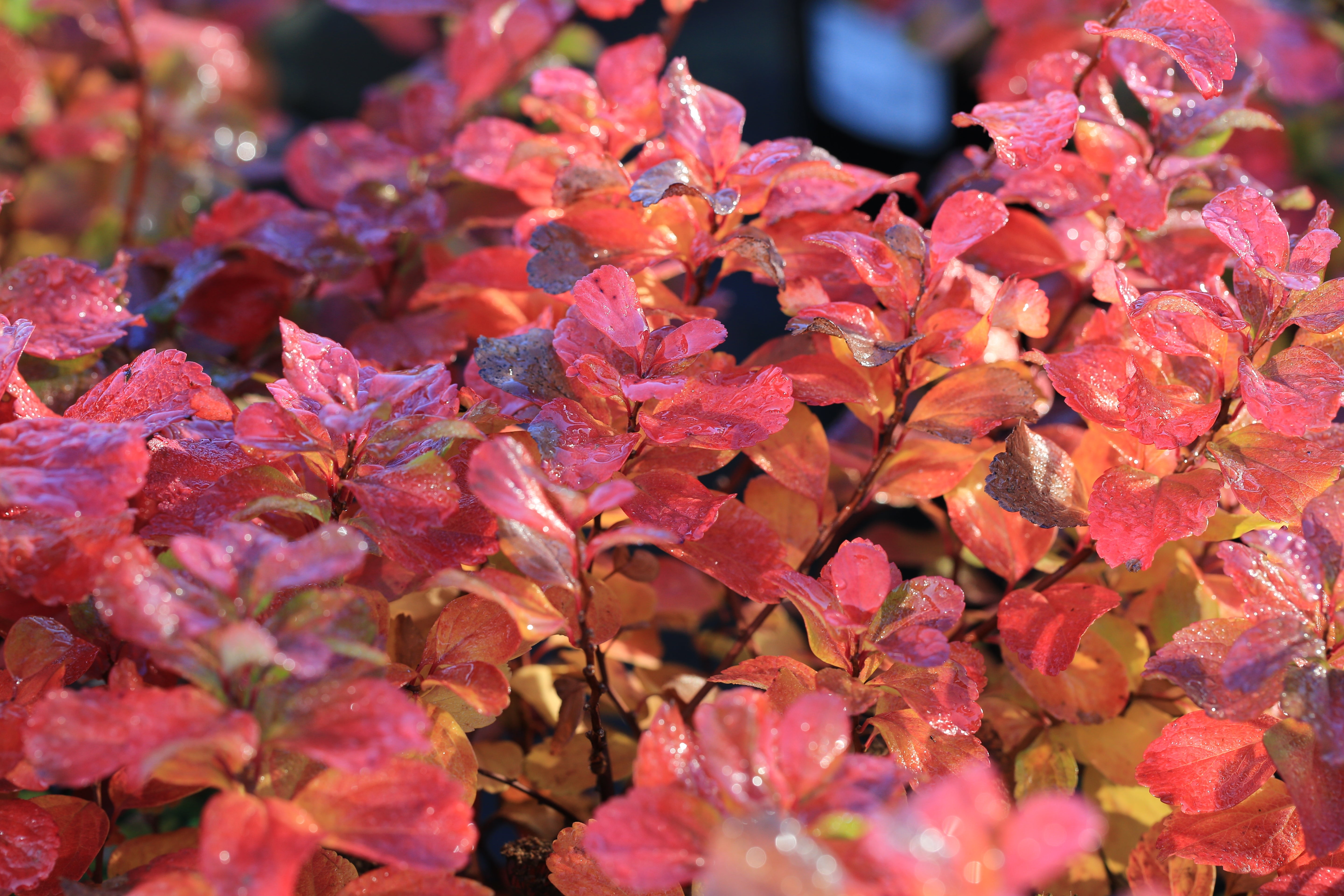 Spiraea betulifolia, 15-30 cm (Barrot) – bild 1