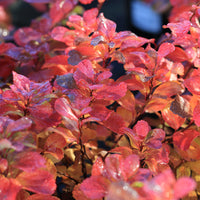Spiraea betulifolia, 15-30 cm (Barrot) – bild 4