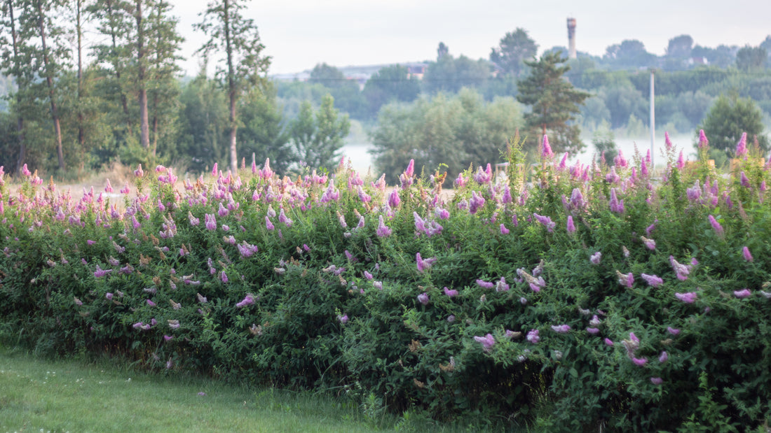 Spiraea x billardii, 40-60 cm (Barrot) – bild 1