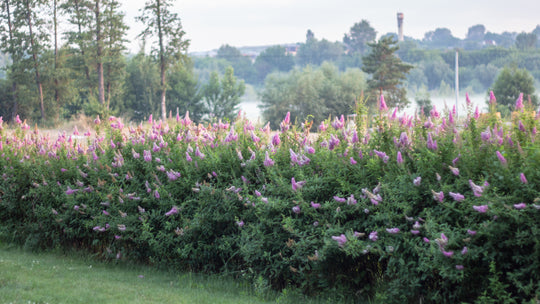 Spiraea x billardii, 40-60 cm (Barrot) – bild 1