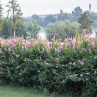 Spiraea x billardii, 40-60 cm (Barrot) – bild 1