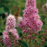 Spiraea x billardii, 40-60 cm (Barrot) – bild 2