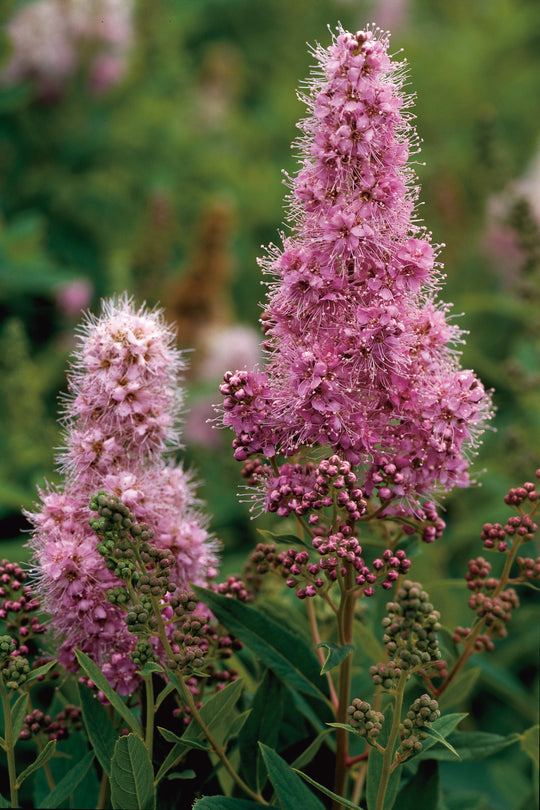 Spiraea x billardii, 40-60 cm (Barrot) – bild 2