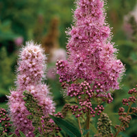 Spiraea x billardii, 40-60 cm (Barrot) – bild 2