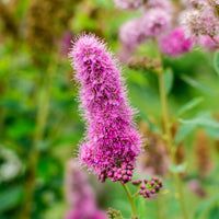 Spiraea x billardii, 40-60 cm (Barrot) – bild 4