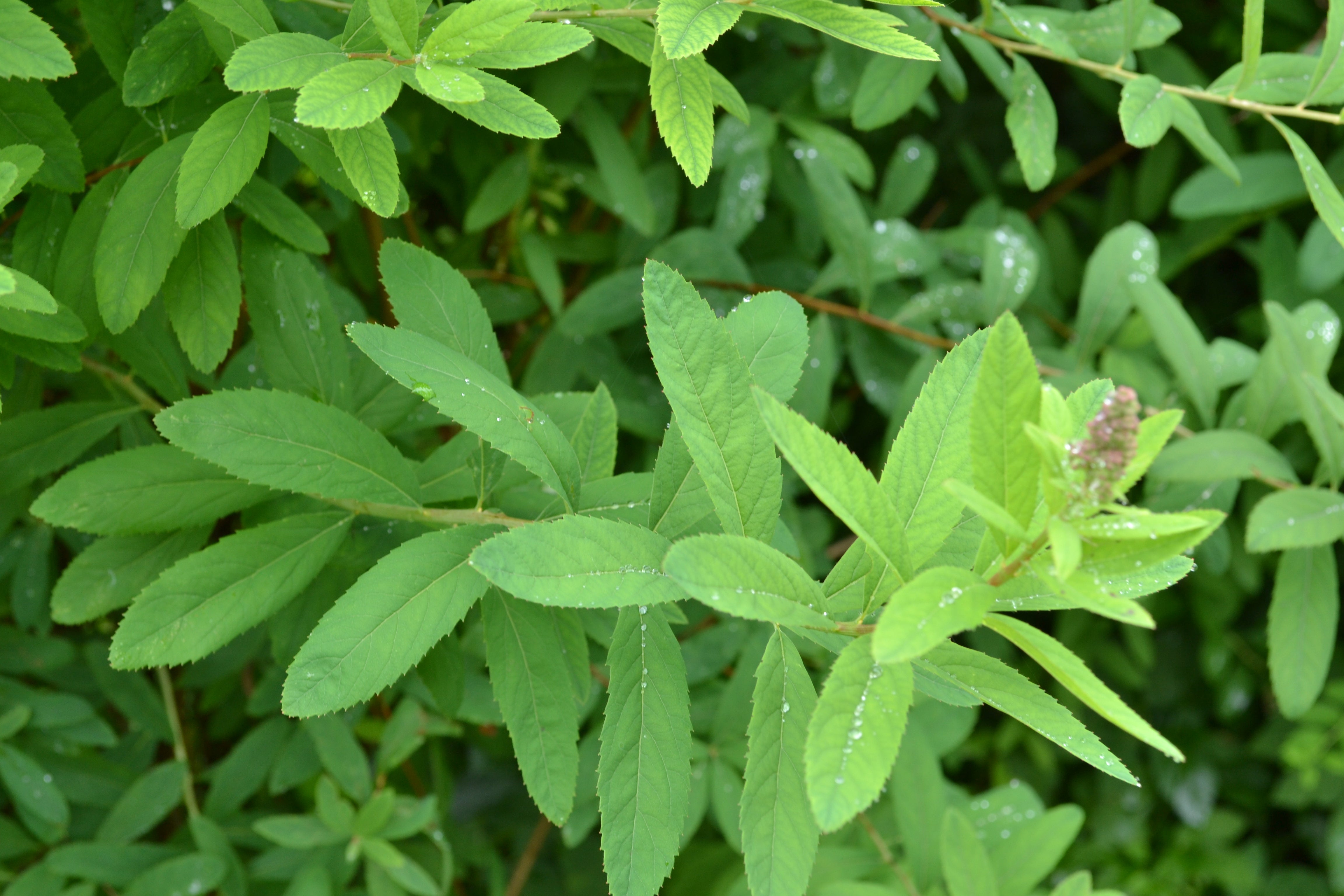 Spiraea x billardii, 40-60 cm (Barrot) – bild 1