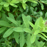 Spiraea x billardii, 40-60 cm (Barrot) – bild 5