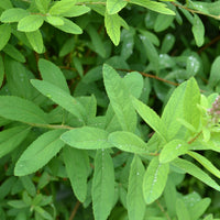Spiraea x billardii, 40-60 cm (Barrot) – bild 5