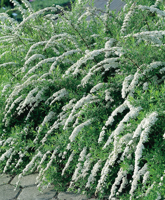 Spiraea x cinerea 'Grefsheim', 30-50 cm (Barrot) – bild 1