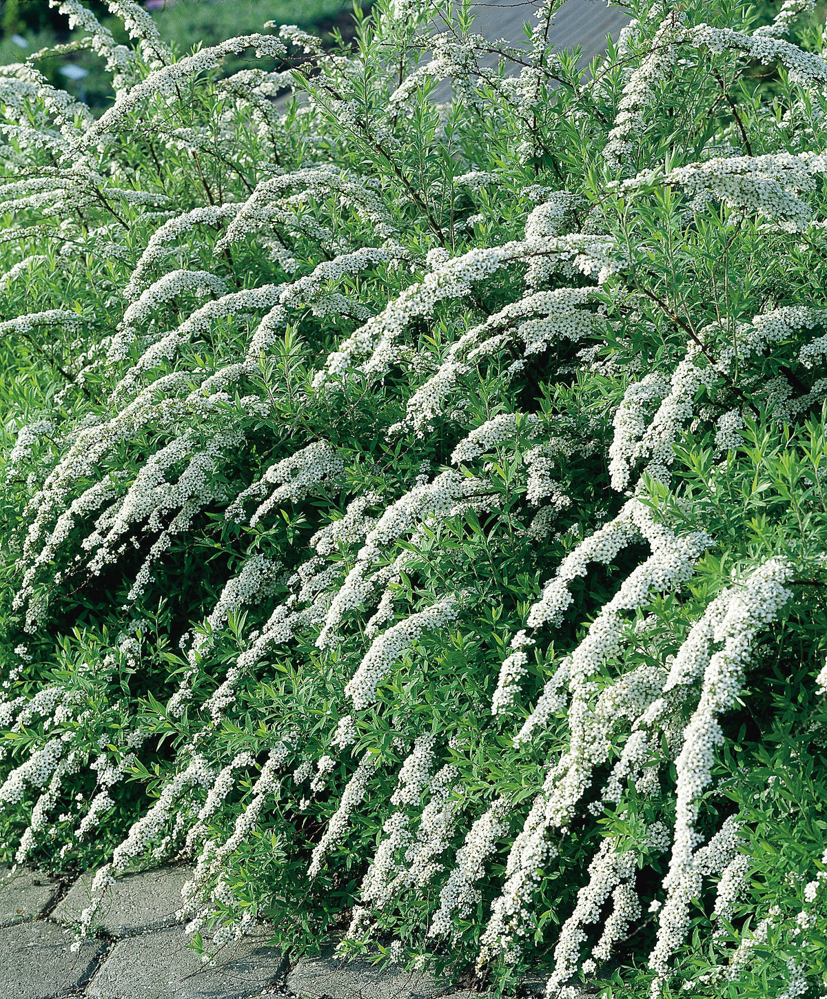 Spiraea x cinerea 'Grefsheim', 30-50 cm (Barrot) – bild 1