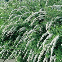 Spiraea x cinerea 'Grefsheim', 30-50 cm (Barrot) – bild 1