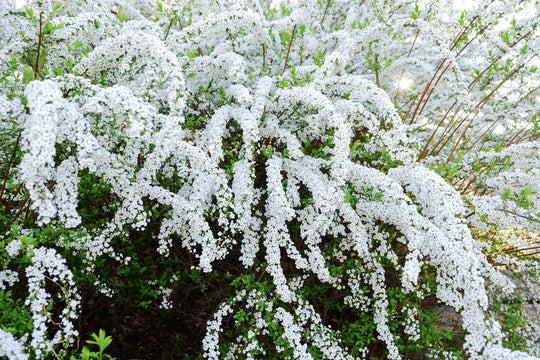 Spiraea x cinerea 'Grefsheim', 30-50 cm (Barrot) – bild 2