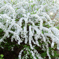 Spiraea x cinerea 'Grefsheim', 30-50 cm (Barrot) – bild 2