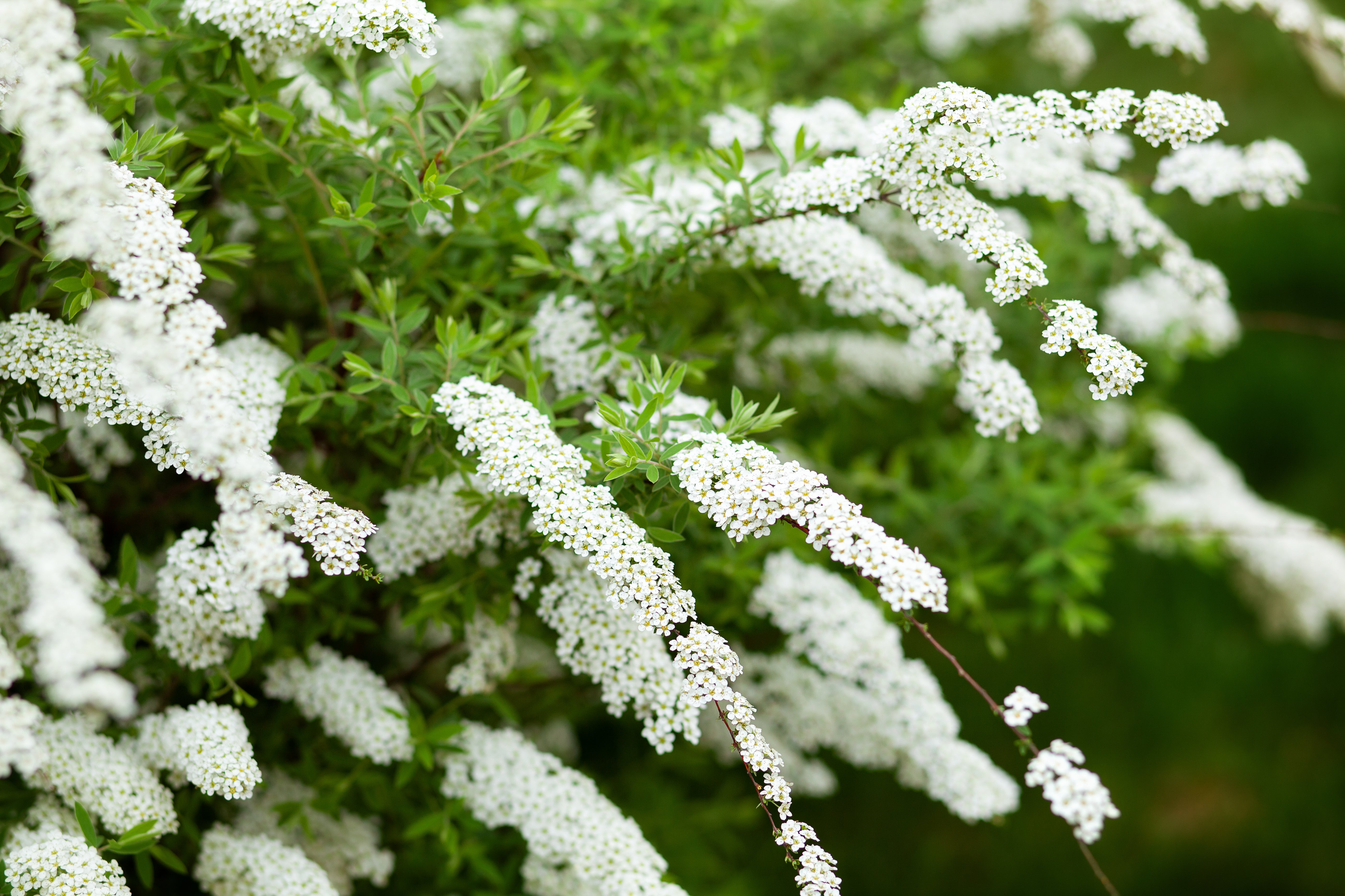 Spiraea x cinerea 'Grefsheim', 30-50 cm (Barrot) – bild 1