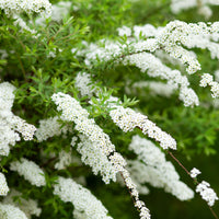 Spiraea x cinerea 'Grefsheim', 30-50 cm (Barrot) – bild 4