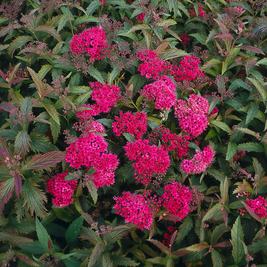 Spiraea jap. 'Anthony Waterer', 15-30 cm (Barrot) – bild 1