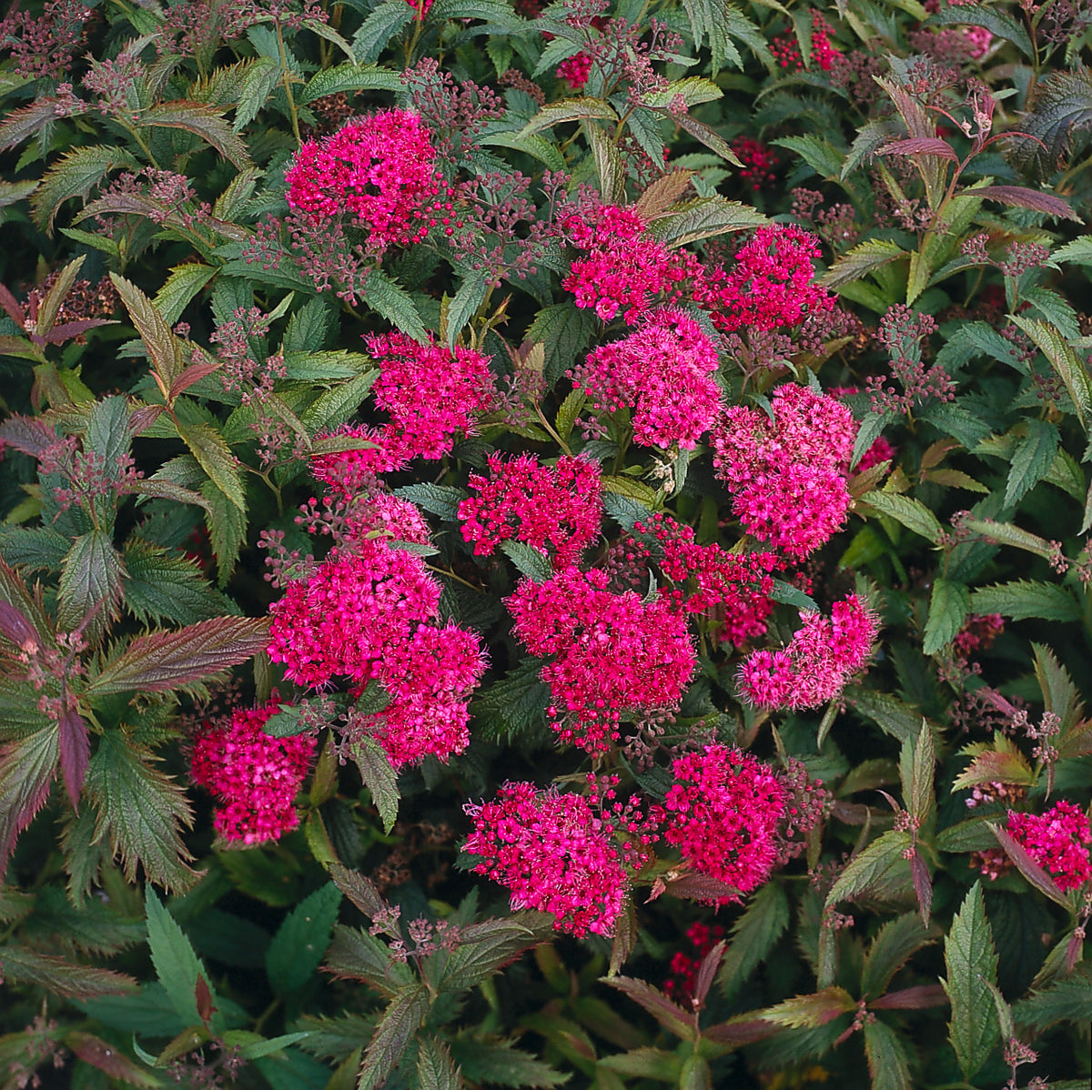 Spiraea jap. 'Anthony Waterer', 15-30 cm (Barrot) – bild 1