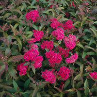 Spiraea jap. 'Anthony Waterer', 15-30 cm (Barrot) – bild 1