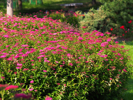 Spiraea jap. 'Anthony Waterer', 15-30 cm (Barrot) – bild 3