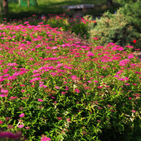 Spiraea jap. 'Anthony Waterer', 15-30 cm (Barrot) – bild 3