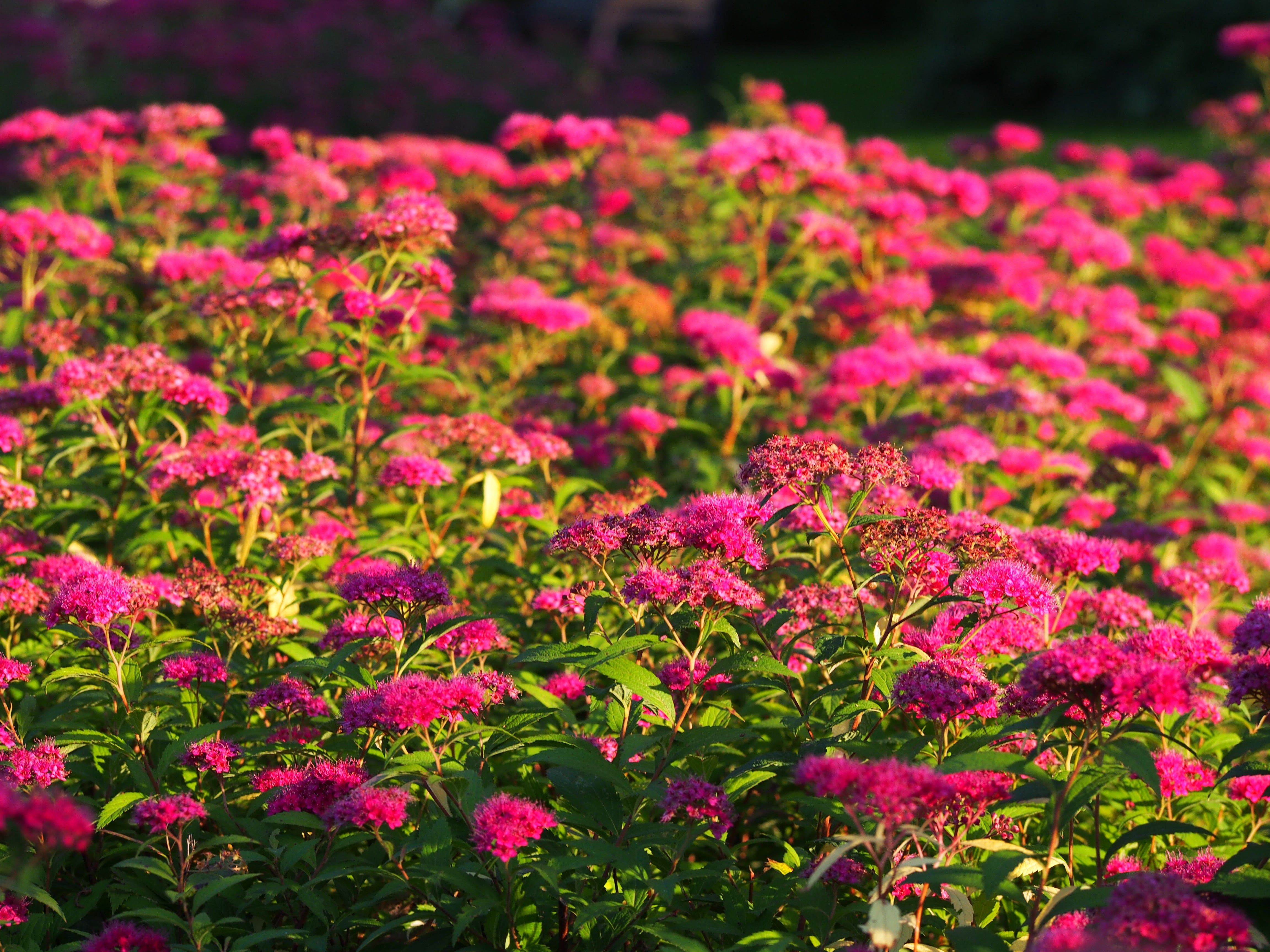 Spiraea jap. 'Anthony Waterer', 15-30 cm (Barrot) – bild 1