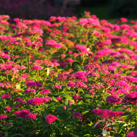 Spiraea jap. 'Anthony Waterer', 15-30 cm (Barrot) – bild 4