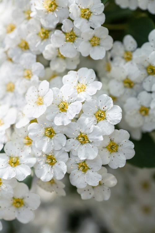 Spiraea x vanhouttei, 50-80 cm (Barrot) – bild 2