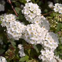 Spiraea x vanhouttei, 50-80 cm (Barrot) – bild 3