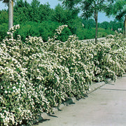 Spiraea x vanhouttei, 50-80 cm (Barrot) – bild 4