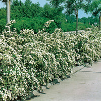 Spiraea x vanhouttei, 50-80 cm (Barrot) – bild 4