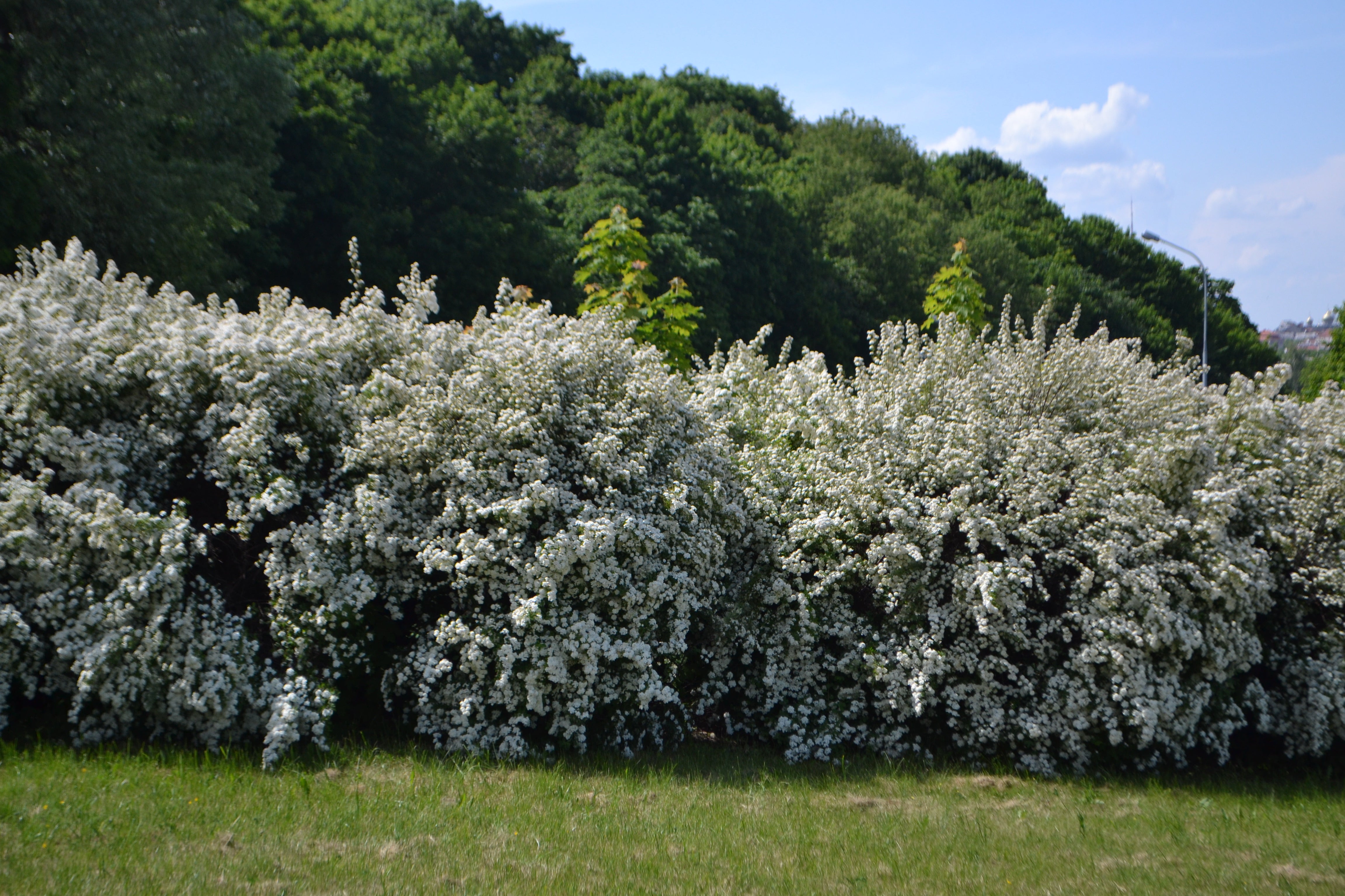 Spiraea x vanhouttei, 50-80 cm (Barrot) – bild 1