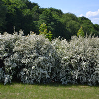 Spiraea x vanhouttei, 50-80 cm (Barrot) – bild 5