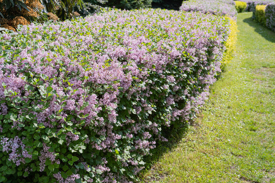 Syringa vulgaris, 30-50 cm (Barrot) – bild 1