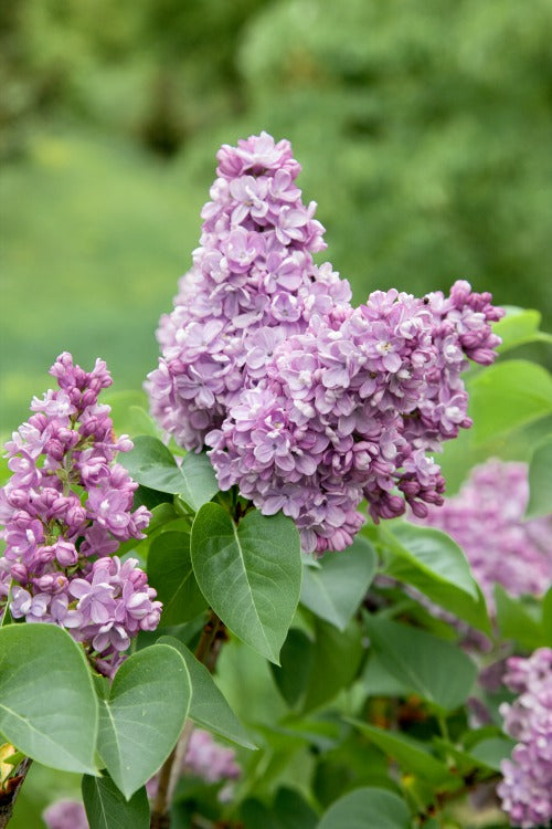 Syringa vulgaris, 30-50 cm (Barrot) – bild 2