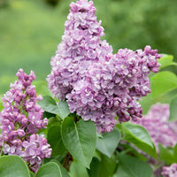 Syringa vulgaris, 30-50 cm (Barrot) – bild 2