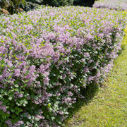 Syringa vulgaris, 50-80 cm, 1-2 grenar (Barrot) – bild 1