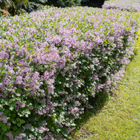 Syringa vulgaris, 50-80 cm, 1-2 grenar (Barrot) – bild 1