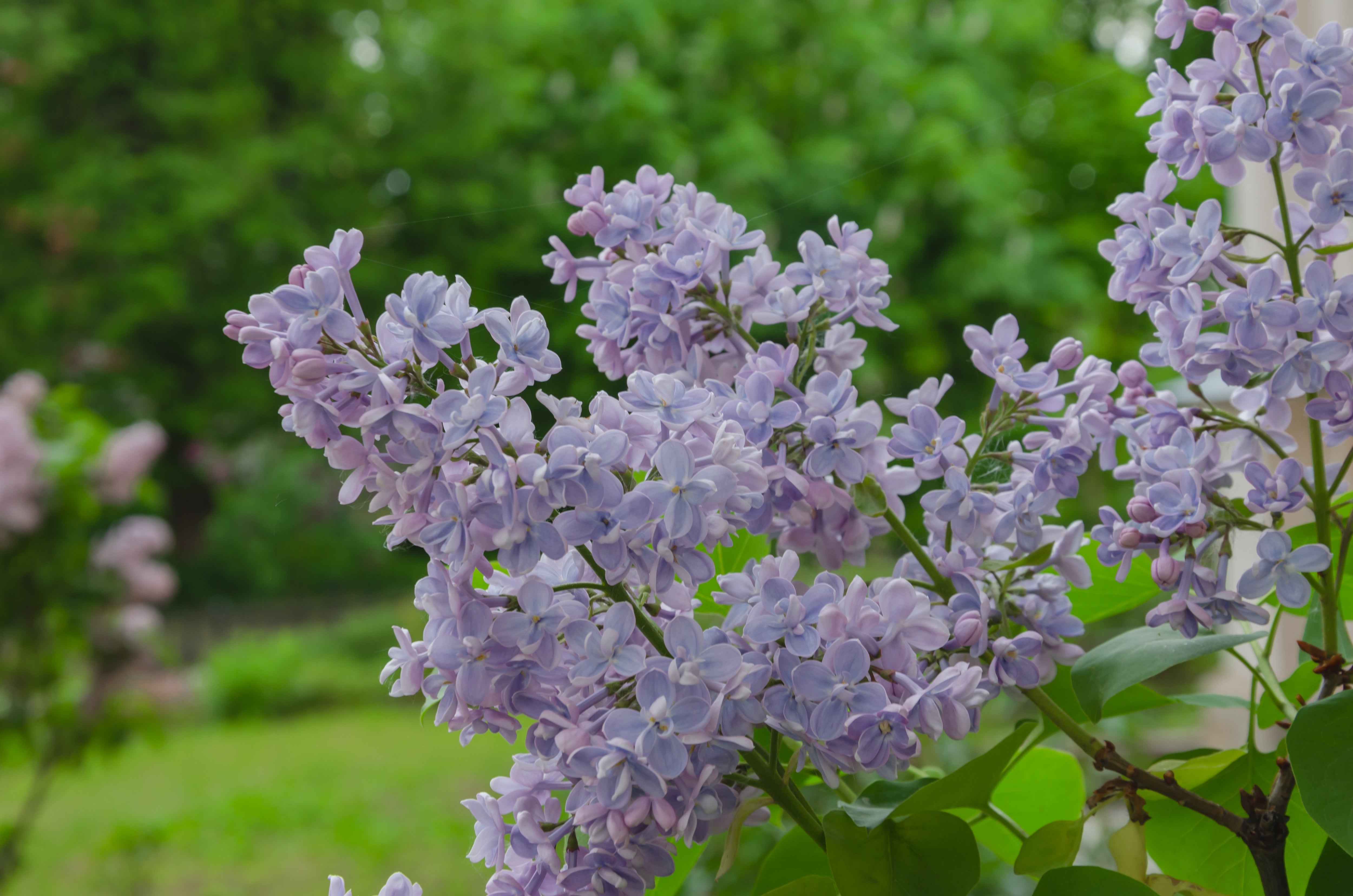 Syringa vulgaris, 50-80 cm, 1-2 grenar (Barrot) – bild 1