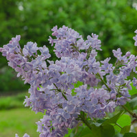 Syringa vulgaris, 50-80 cm, 1-2 grenar (Barrot) – bild 5