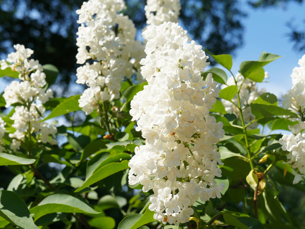 Syringa vulgaris f. alba, 30-50 cm (Barrot) – bild 1