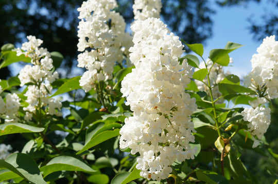 Syringa vulgaris f. alba, 30-50 cm (Barrot) – bild 1