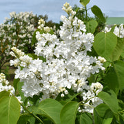 Syringa vulgaris f. alba, 30-50 cm (Barrot) – bild 2