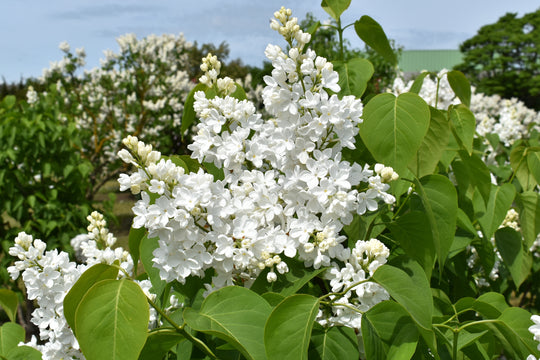 Syringa vulgaris f. alba, 30-50 cm (Barrot) – bild 2