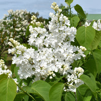 Syringa vulgaris f. alba, 30-50 cm (Barrot) – bild 2