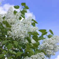 Syringa vulgaris f. alba, 30-50 cm (Barrot) – bild 3