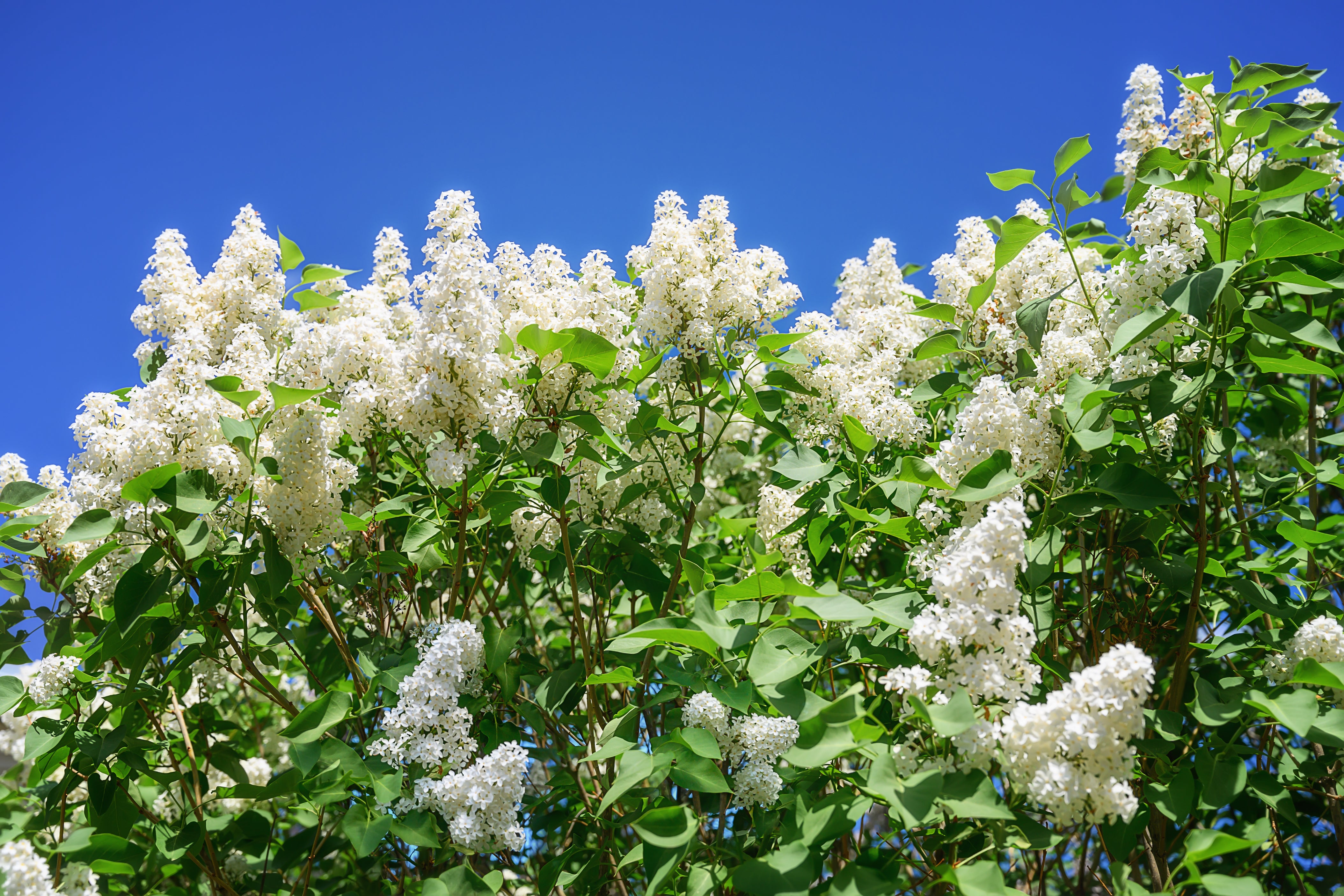 Syringa vulgaris f. alba, 30-50 cm (Barrot) – bild 1
