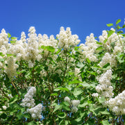 Syringa vulgaris f. alba, 30-50 cm (Barrot) – bild 5